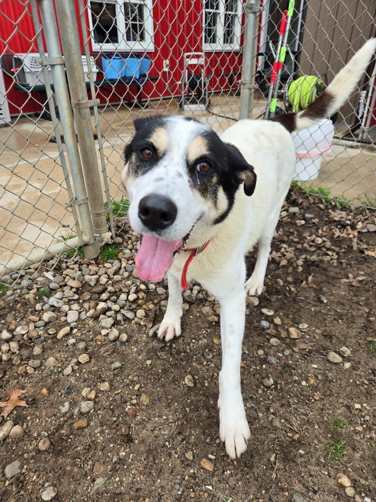 Enlarge Sal, a Adoptable mixed breed in Angola, IN image 3/6
