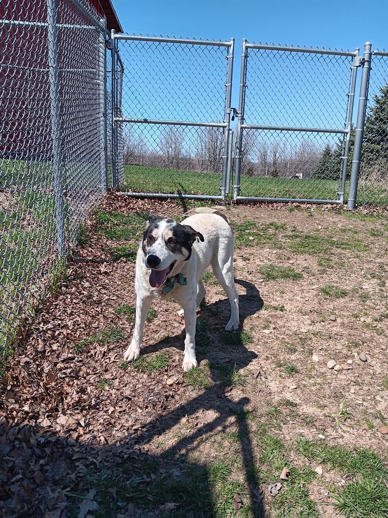 Enlarge Sal, a Adoptable mixed breed in Angola, IN image 4/6