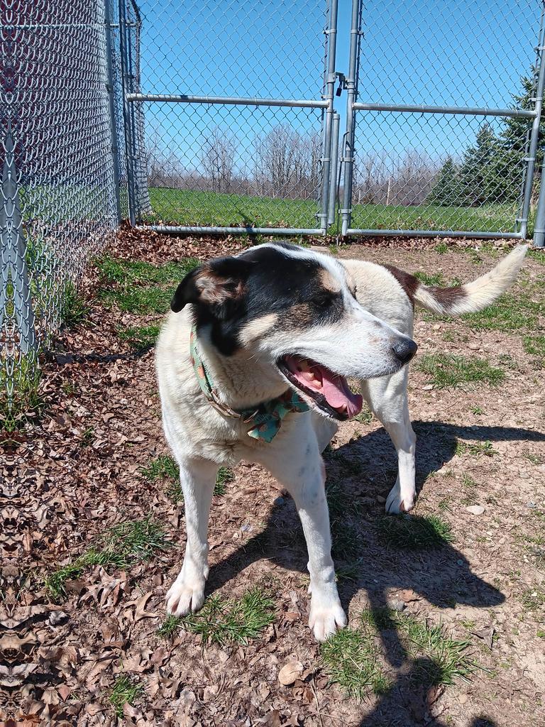Enlarge Sal, a Adoptable mixed breed in Angola, IN image 5/6