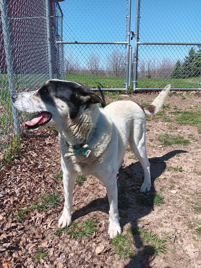 Enlarge Sal, a Adoptable mixed breed in Angola, IN image 6/6