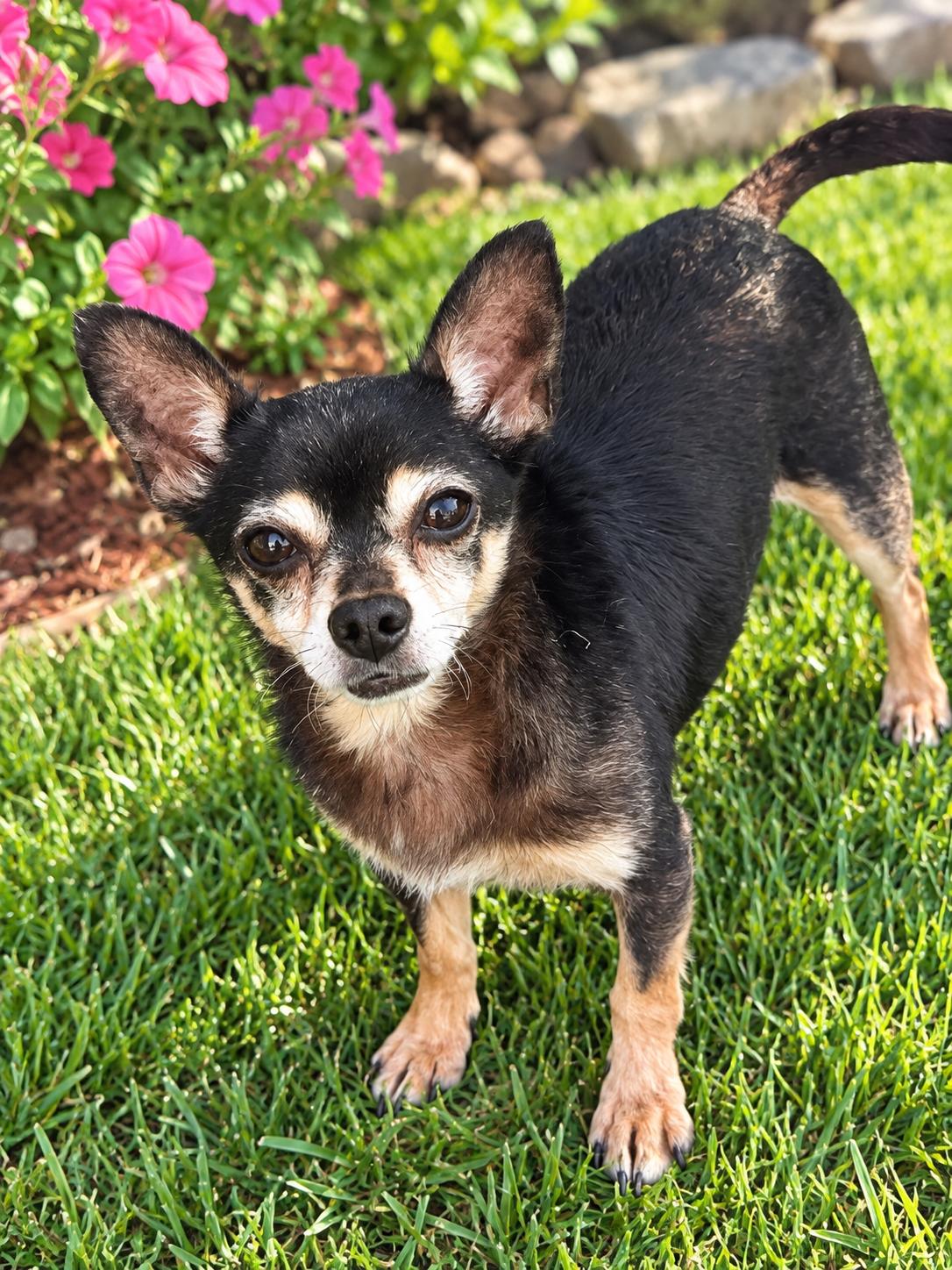 Chico [ pointy ears], Adoptable, Adult Male Chihuahua.