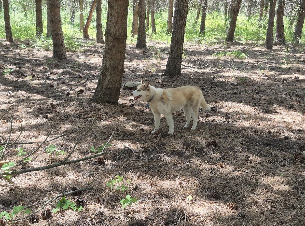 Enlarge Jenna, a Adoptable Siberian Husky in Pasco, WA image 6/6