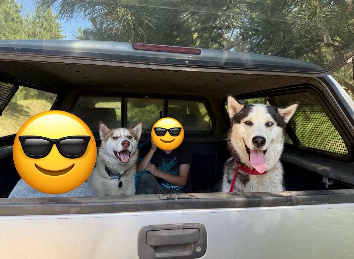 Enlarge Jenna, a Adoptable Siberian Husky in Pasco, WA image 5/6