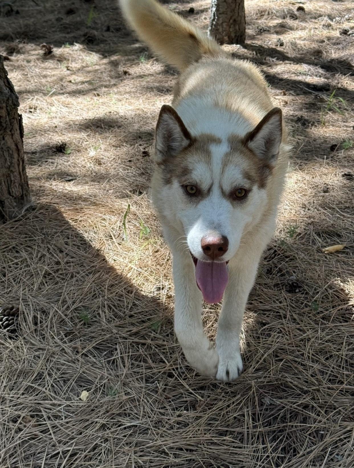 Enlarge Jenna, a Adoptable Siberian Husky in Pasco, WA image 3/6