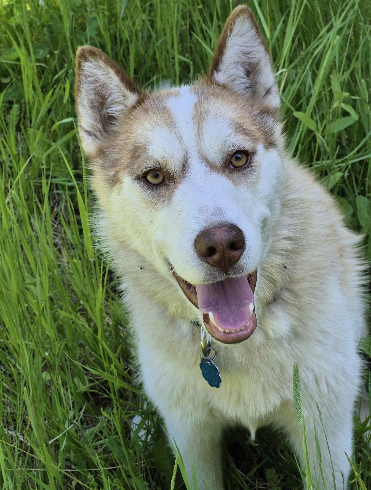 Jenna, Adoptable, Young Female Siberian Husky.