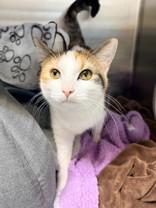 Kylie, a ADOPTABLE Domestic Short Hair in Whitby, ON image 1/3