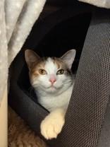 Kylie, a ADOPTABLE Domestic Short Hair in Whitby, ON image 3/3
