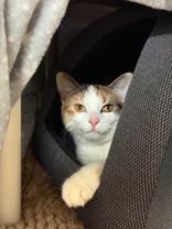 Kylie, a ADOPTABLE Domestic Short Hair in Whitby, ON image 2/3