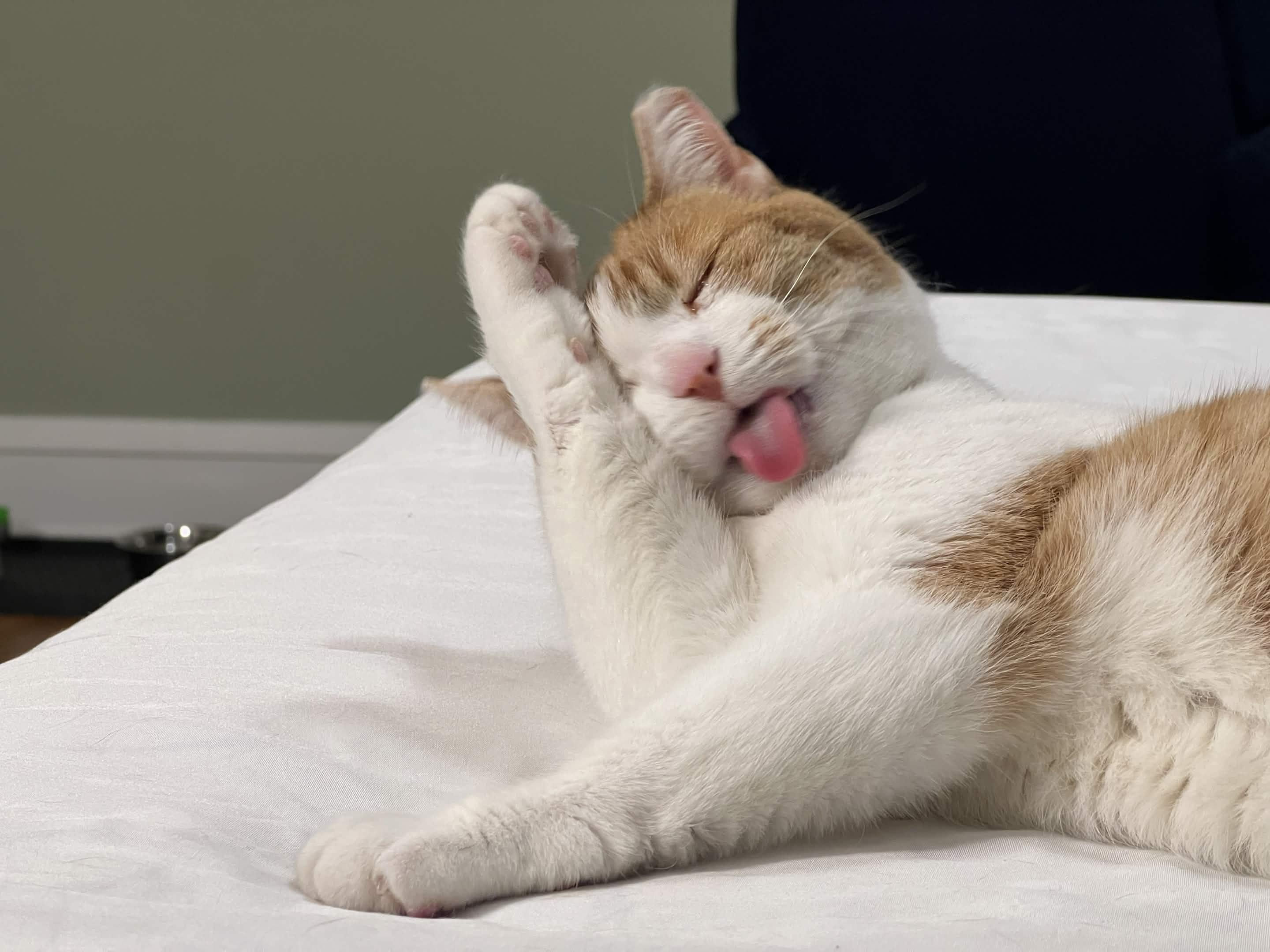 Enlarge Bisque, a Adoptable Domestic Short Hair in Cleveland Heights, OH image 3/6