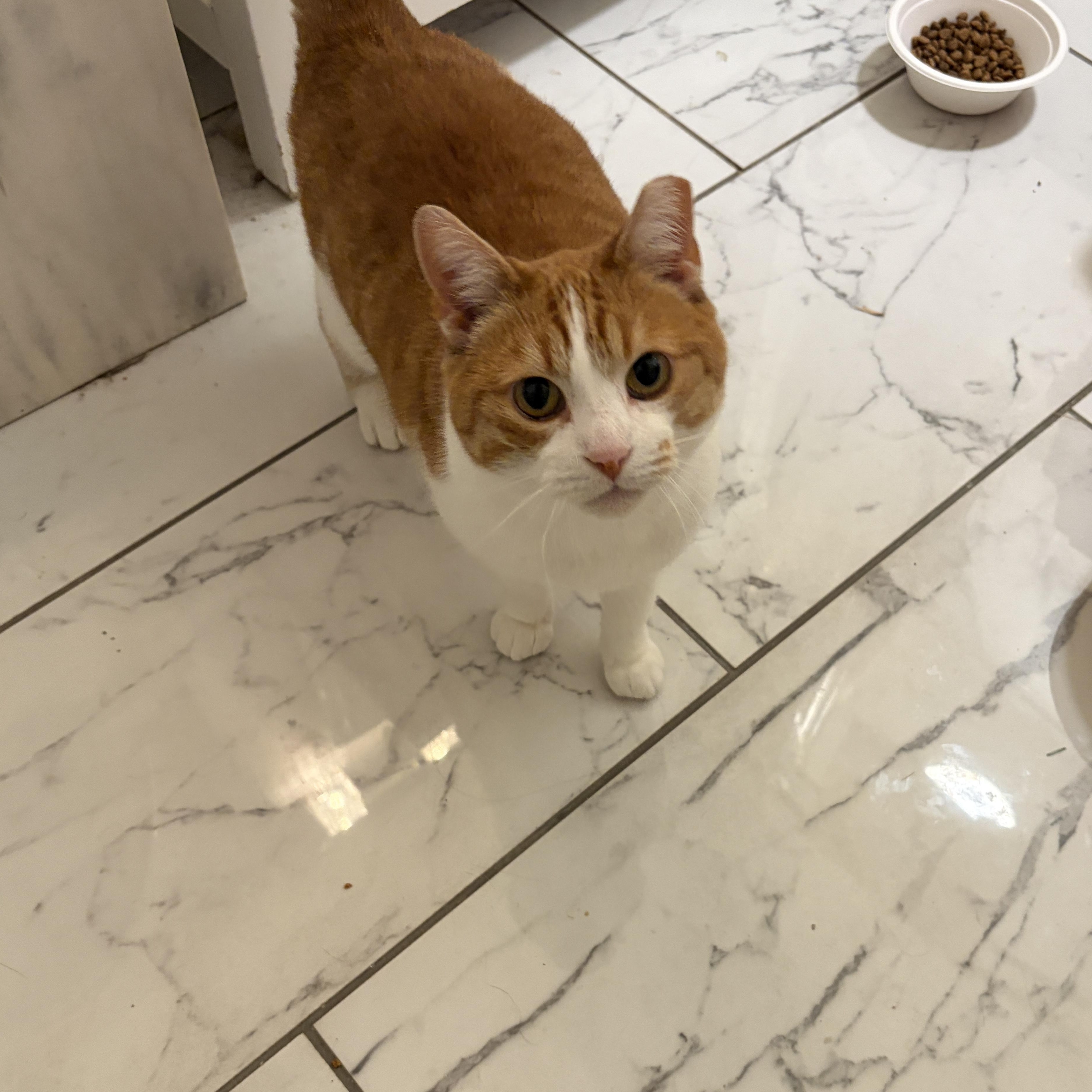 Bisque, Adoptable, Adult Female Domestic Short Hair.