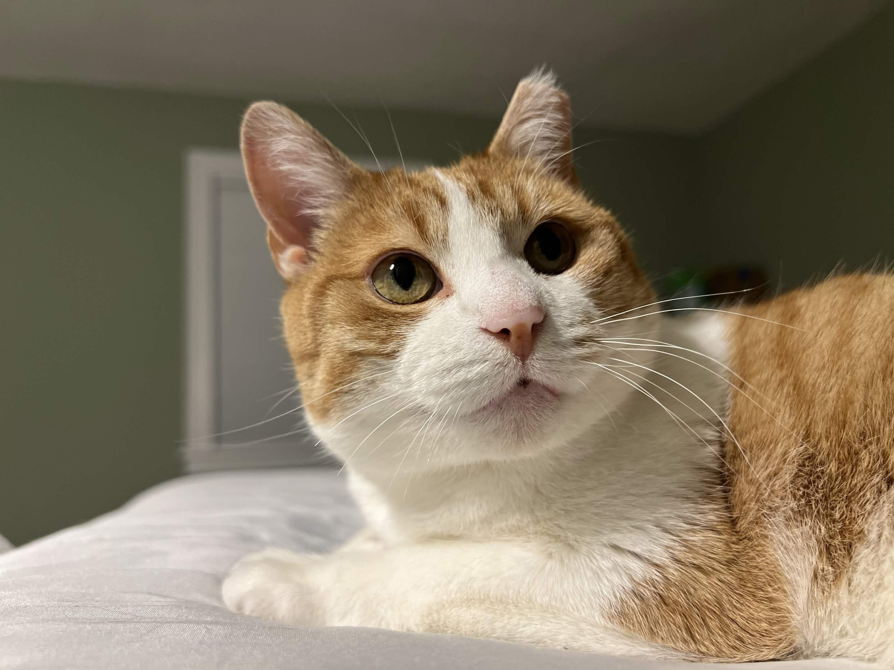 Enlarge Bisque, a Adoptable Domestic Short Hair in Cleveland Heights, OH image 4/6