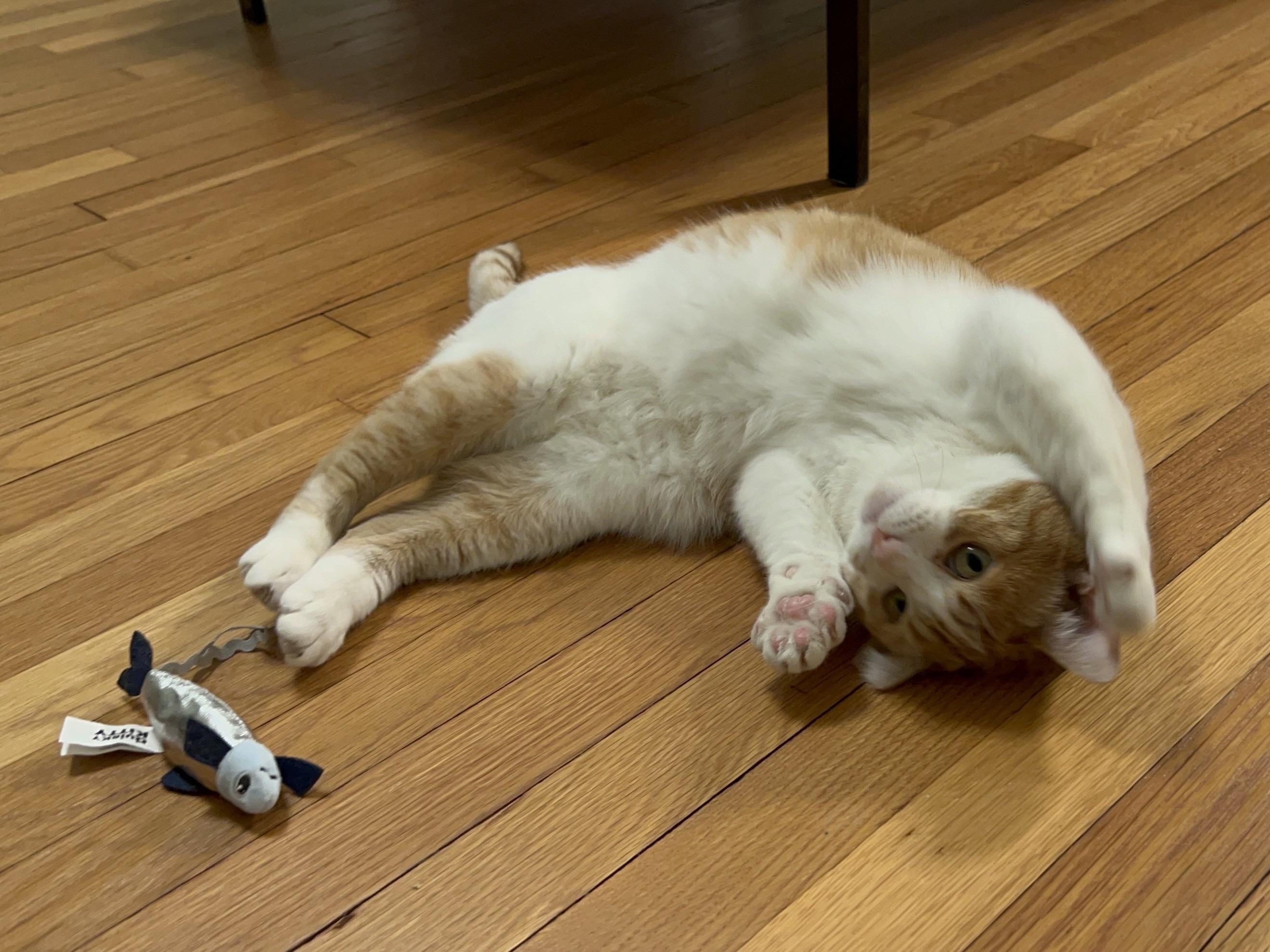 Enlarge Bisque, a Adoptable Domestic Short Hair in Cleveland Heights, OH image 5/6