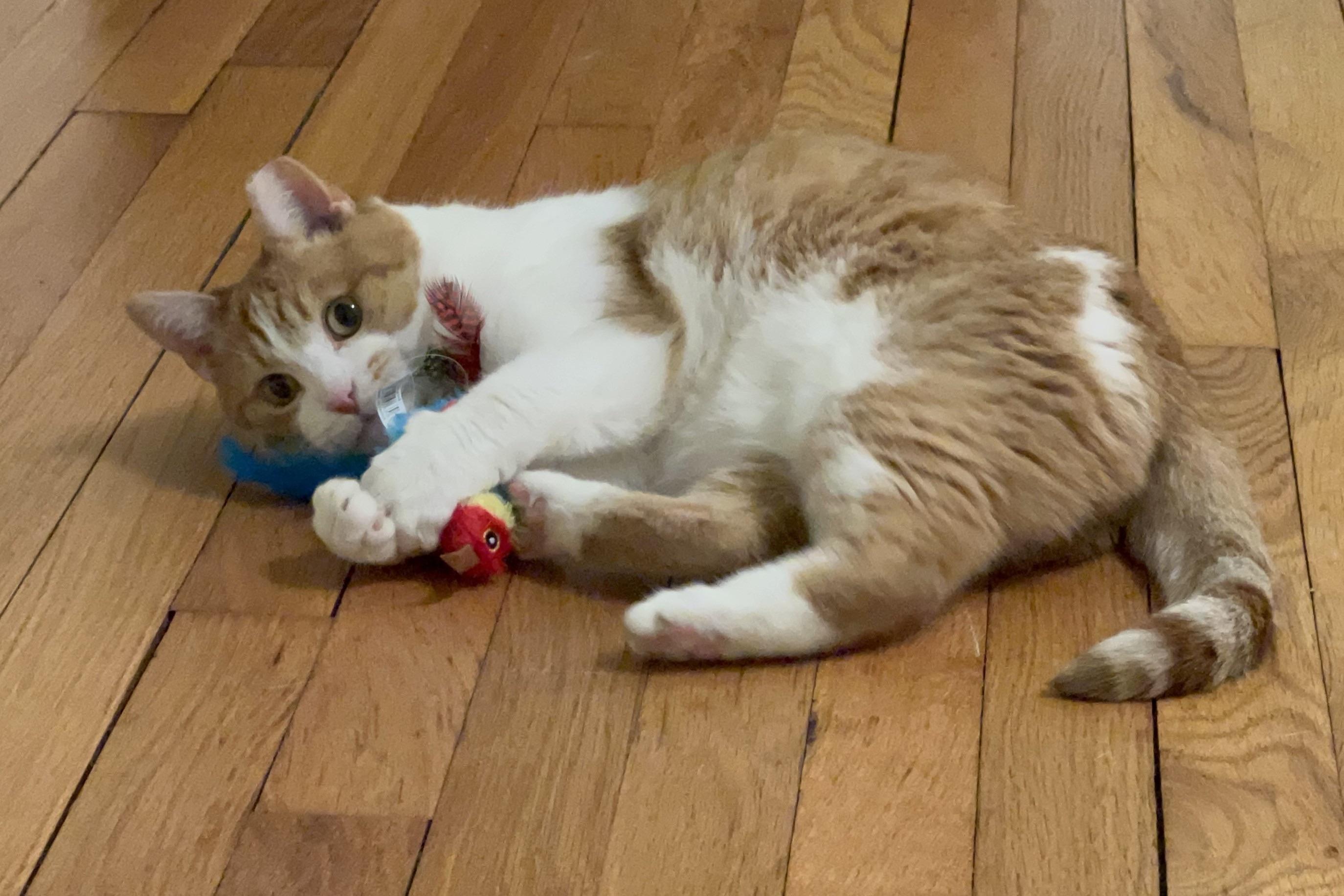 Enlarge Bisque, a Adoptable Domestic Short Hair in Cleveland Heights, OH image 6/6