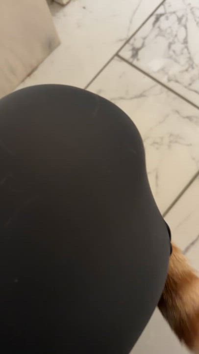 Enlarge Bisque, a Adoptable Domestic Short Hair in Cleveland Heights, OH video 2/2