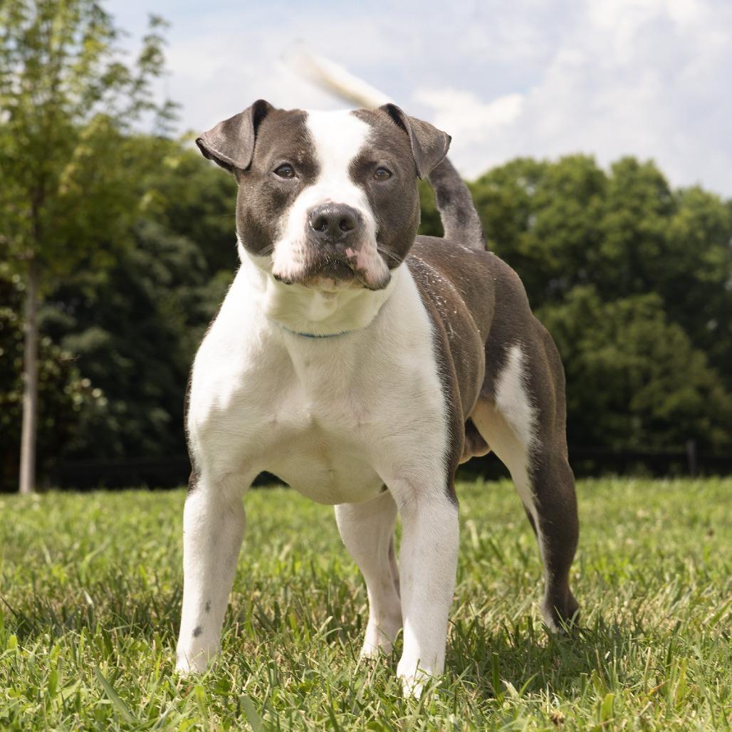 Chicken, Adoptable, Adult Male Pit Bull Terrier.