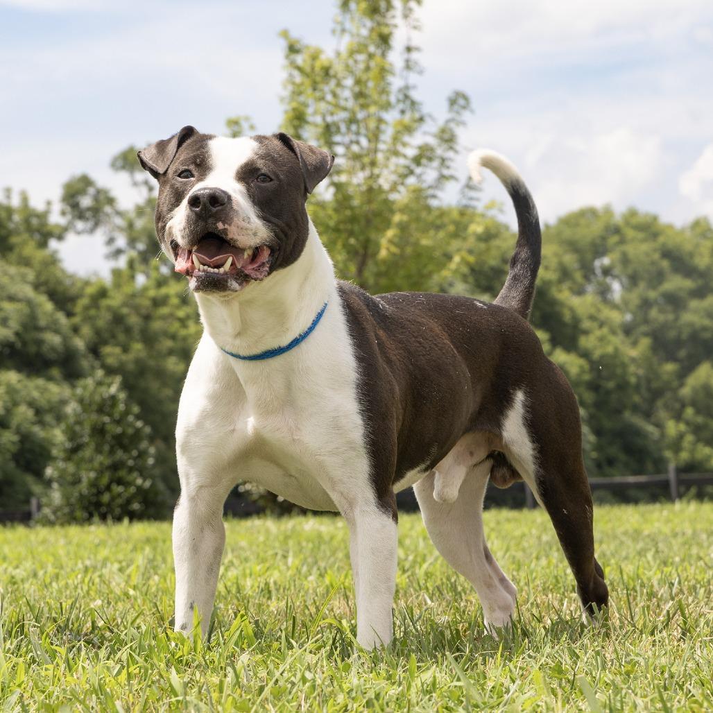 Enlarge Chicken, a Adoptable Pit Bull Terrier in Franklin, TN image 2/2