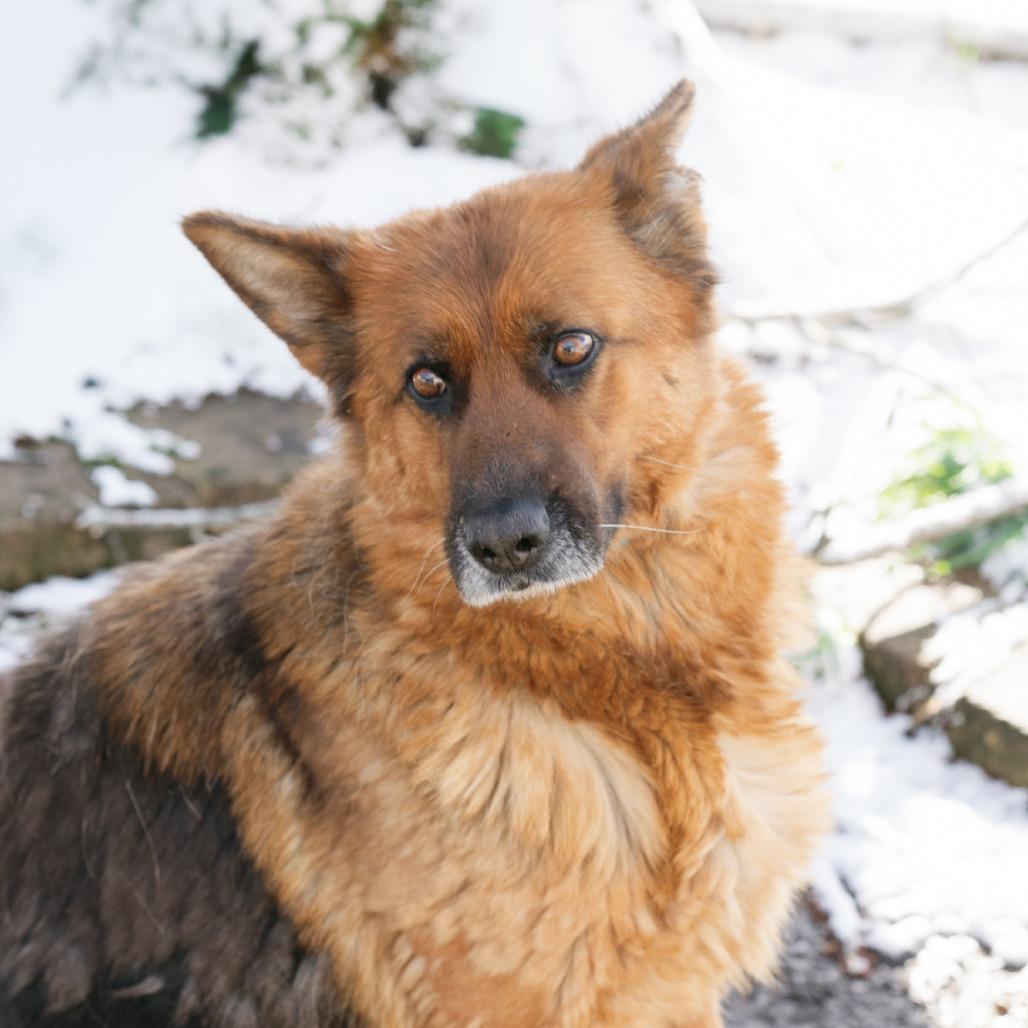 Enlarge Whisper, an adopted German Shepherd Dog in Zionsville, IN image 1/1