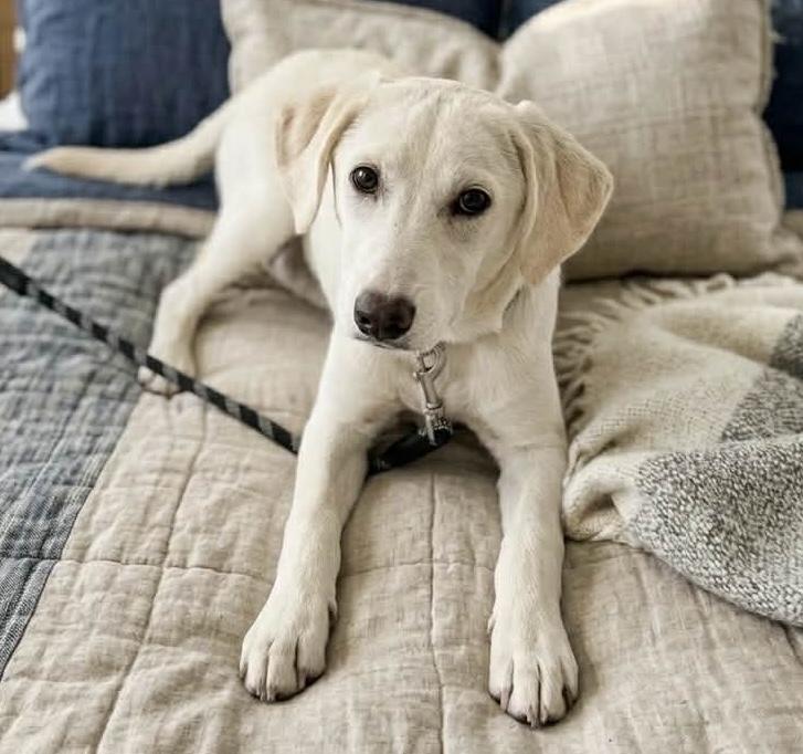 Chantilly, a ADOPTABLE mixed breed in Cumming, GA image 2/2