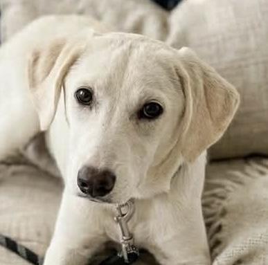 Chantilly, a ADOPTABLE mixed breed in Cumming, GA image 1/2