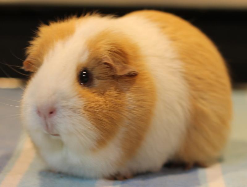 Enlarge Ginger, a Adoptable Guinea Pig in Budd Lake, NJ image 6/6