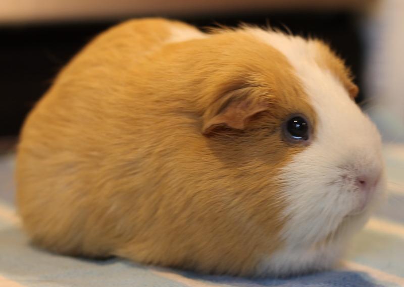 Enlarge Ginger, a Adoptable Guinea Pig in Budd Lake, NJ image 3/6