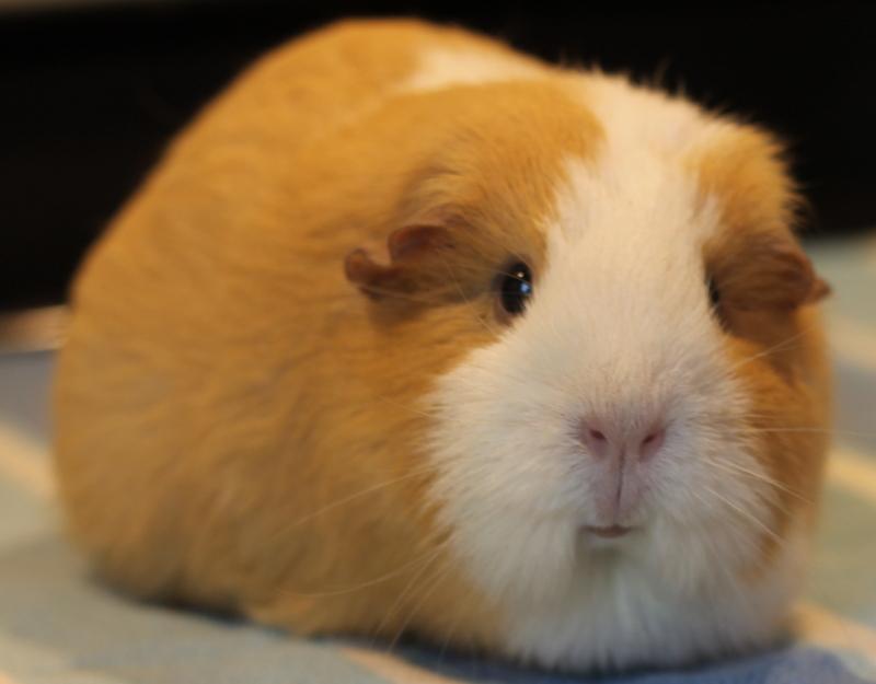 Enlarge Ginger, a Adoptable Guinea Pig in Budd Lake, NJ image 2/6