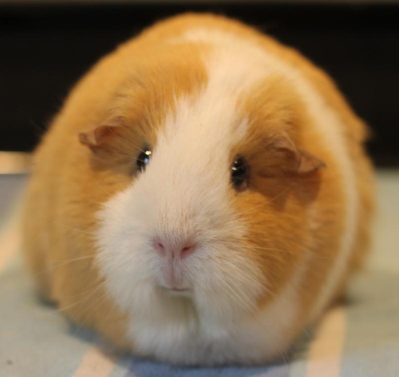 Enlarge Ginger, a Adoptable Guinea Pig in Budd Lake, NJ image 4/6