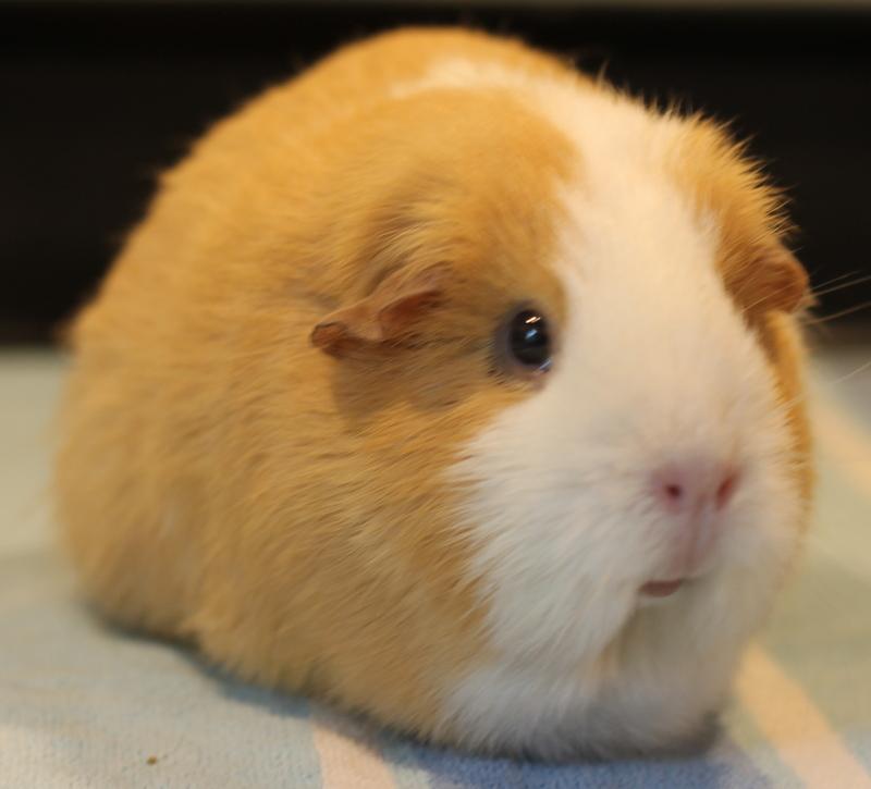 Enlarge Ginger, a Adoptable Guinea Pig in Budd Lake, NJ image 5/6