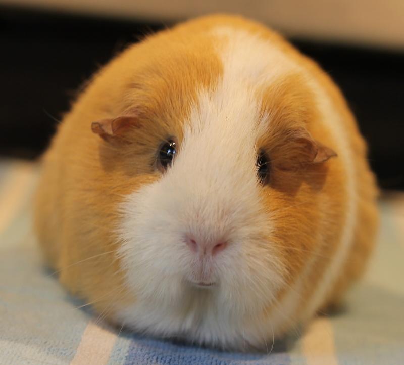 Enlarge Ginger, a Adoptable Guinea Pig in Budd Lake, NJ image 1/6
