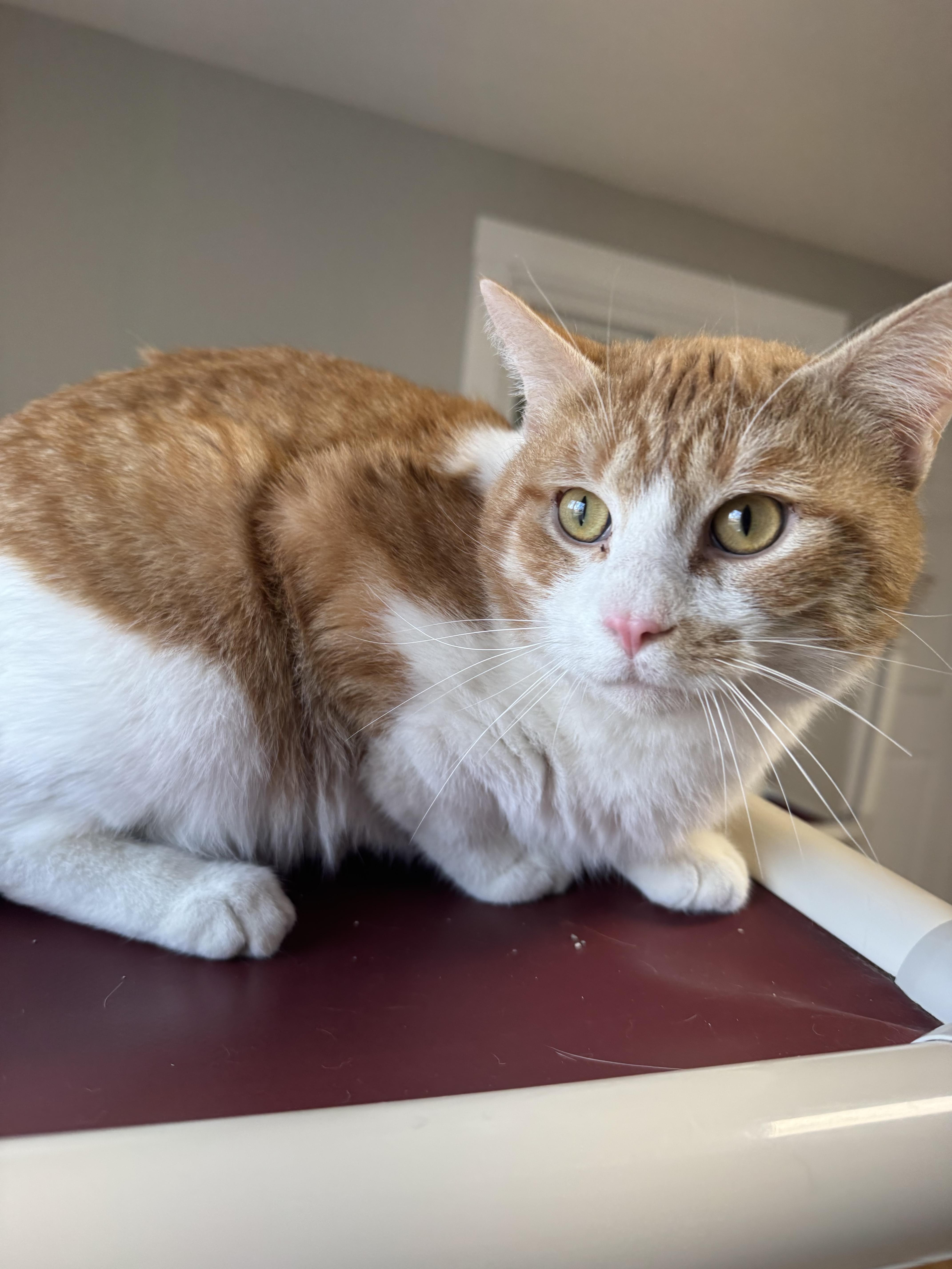 banana bread, ADOPTABLE, Adult Male Domestic Short Hair.