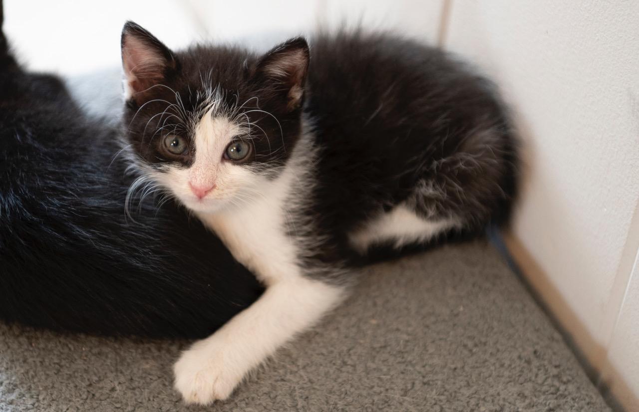 Captain, an adopted American Shorthair in Winston-Salem, NC image 3/4