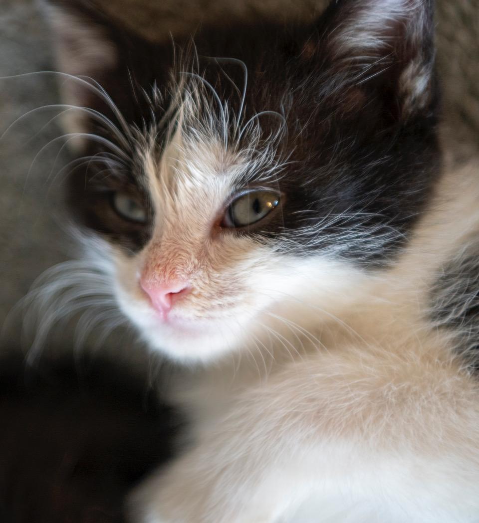 Captain, an adopted American Shorthair in Winston-Salem, NC image 4/4
