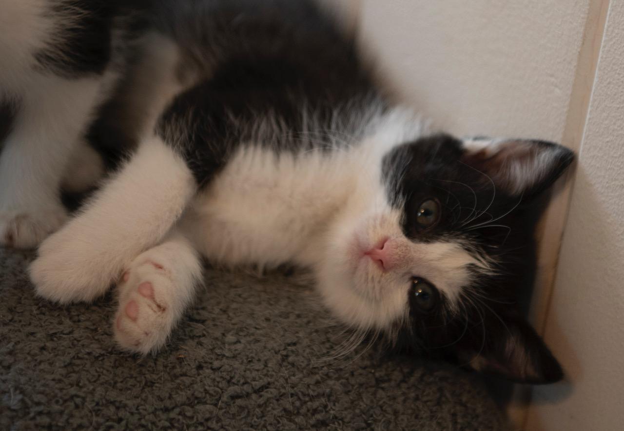 Captain, an adopted American Shorthair in Winston-Salem, NC image 1/4