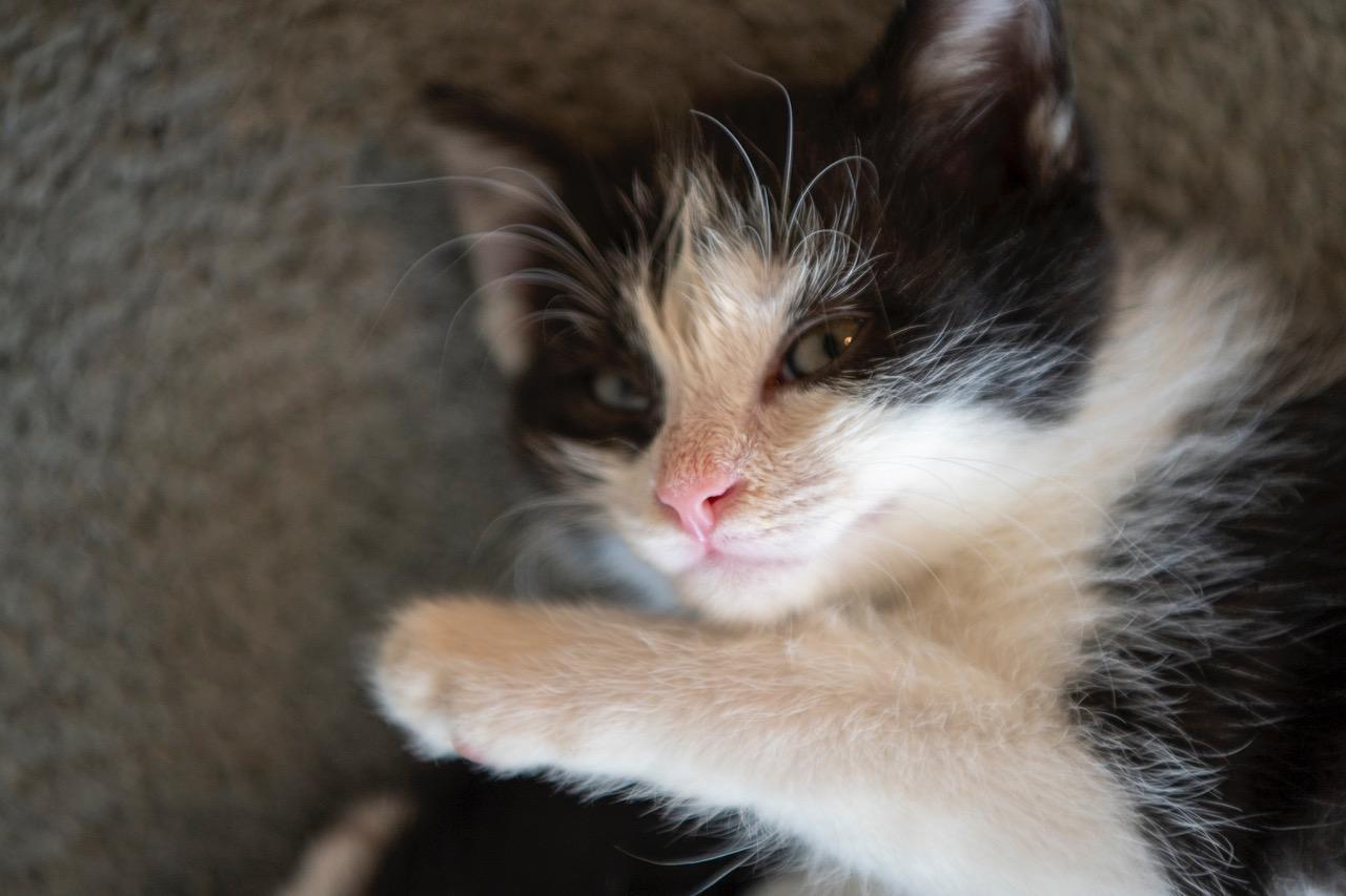 Captain, an adopted American Shorthair in Winston-Salem, NC image 2/4
