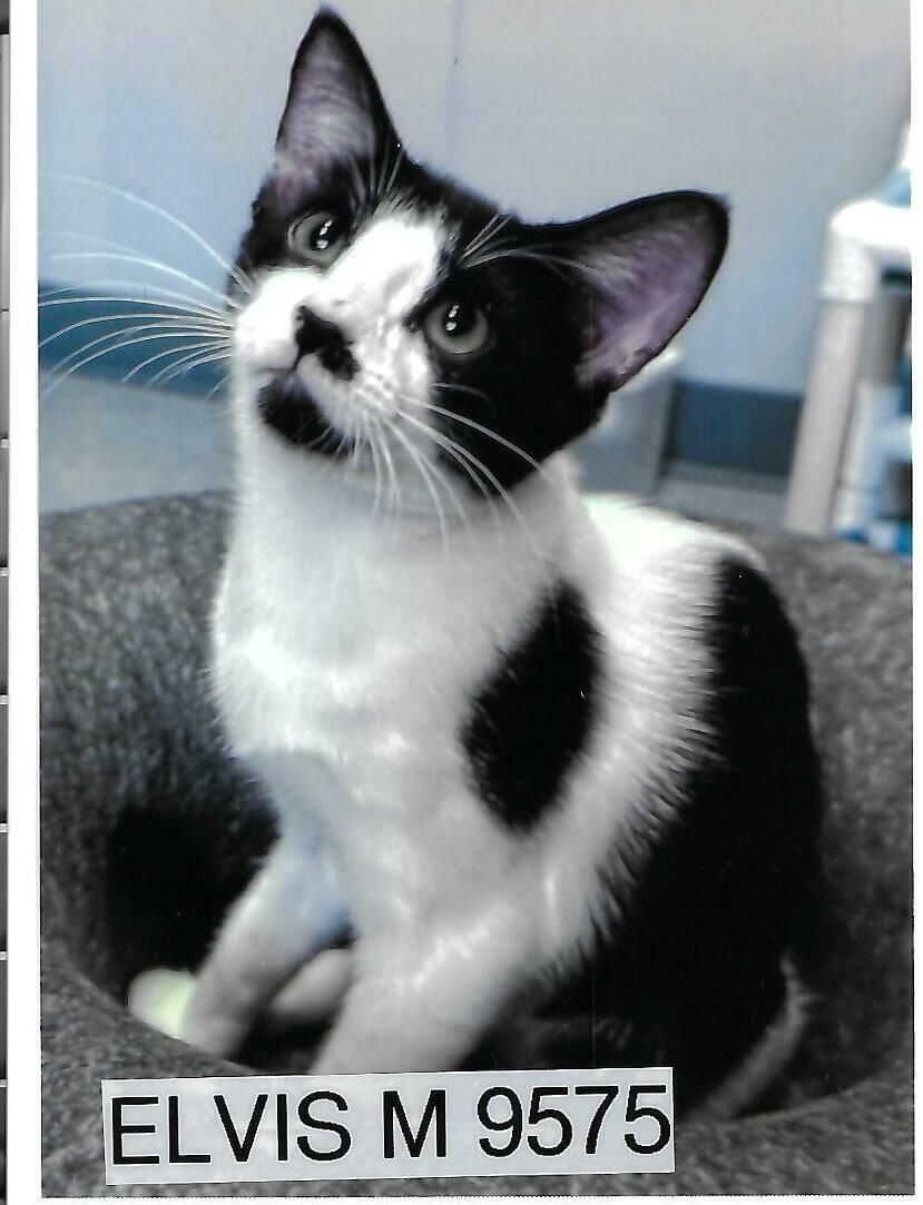 Elvis, Adoptable, Young Male American Shorthair.