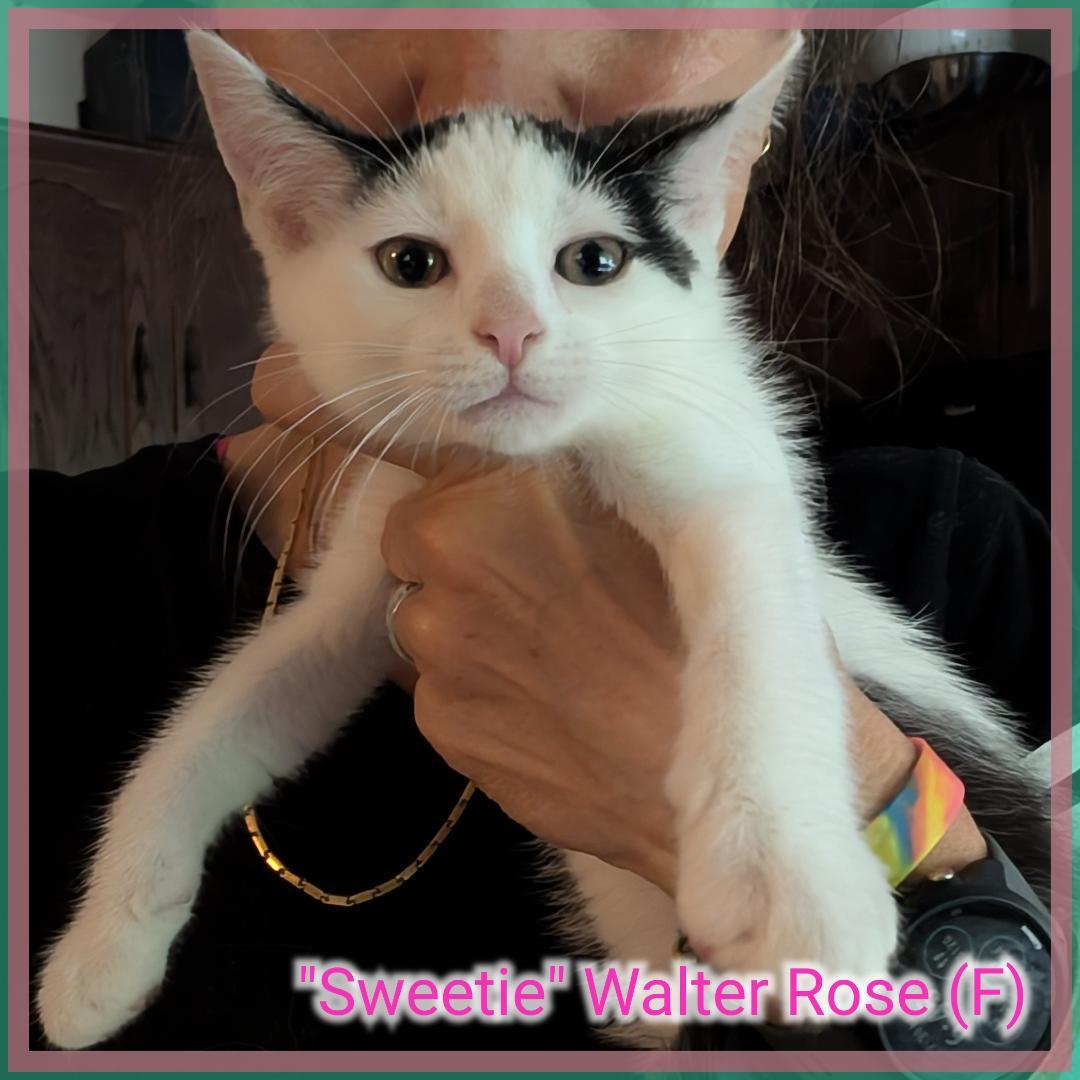 Enlarge Sweet Walter Rose, a Adoptable Domestic Short Hair in Great Mills, MD image 1/1