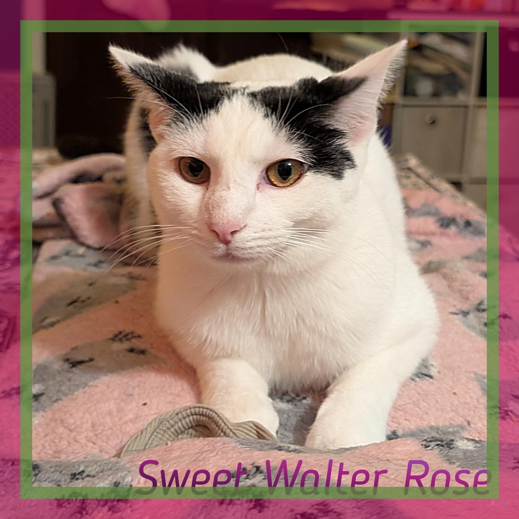 Sweet Walter Rose, Adoptable, Kitten Female Domestic Short Hair.