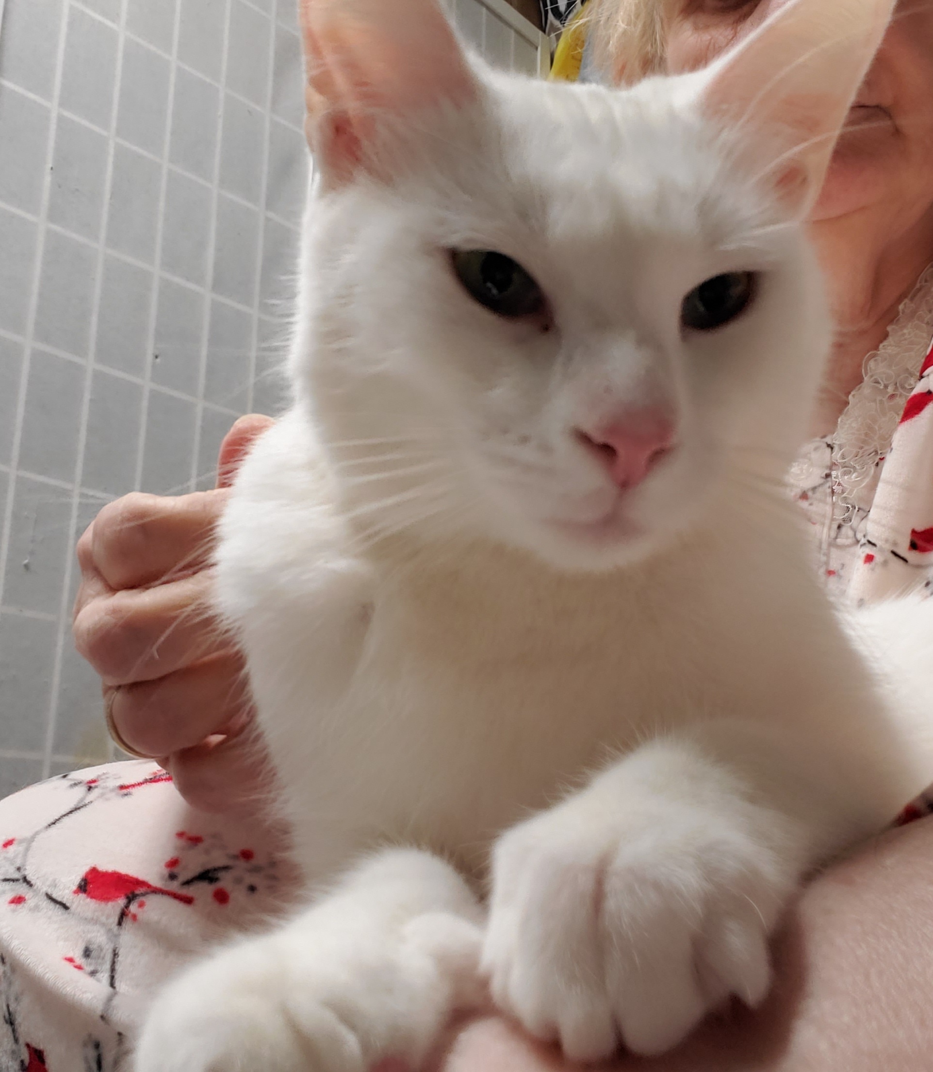 Yuki  (full Tail) thumbnail 3