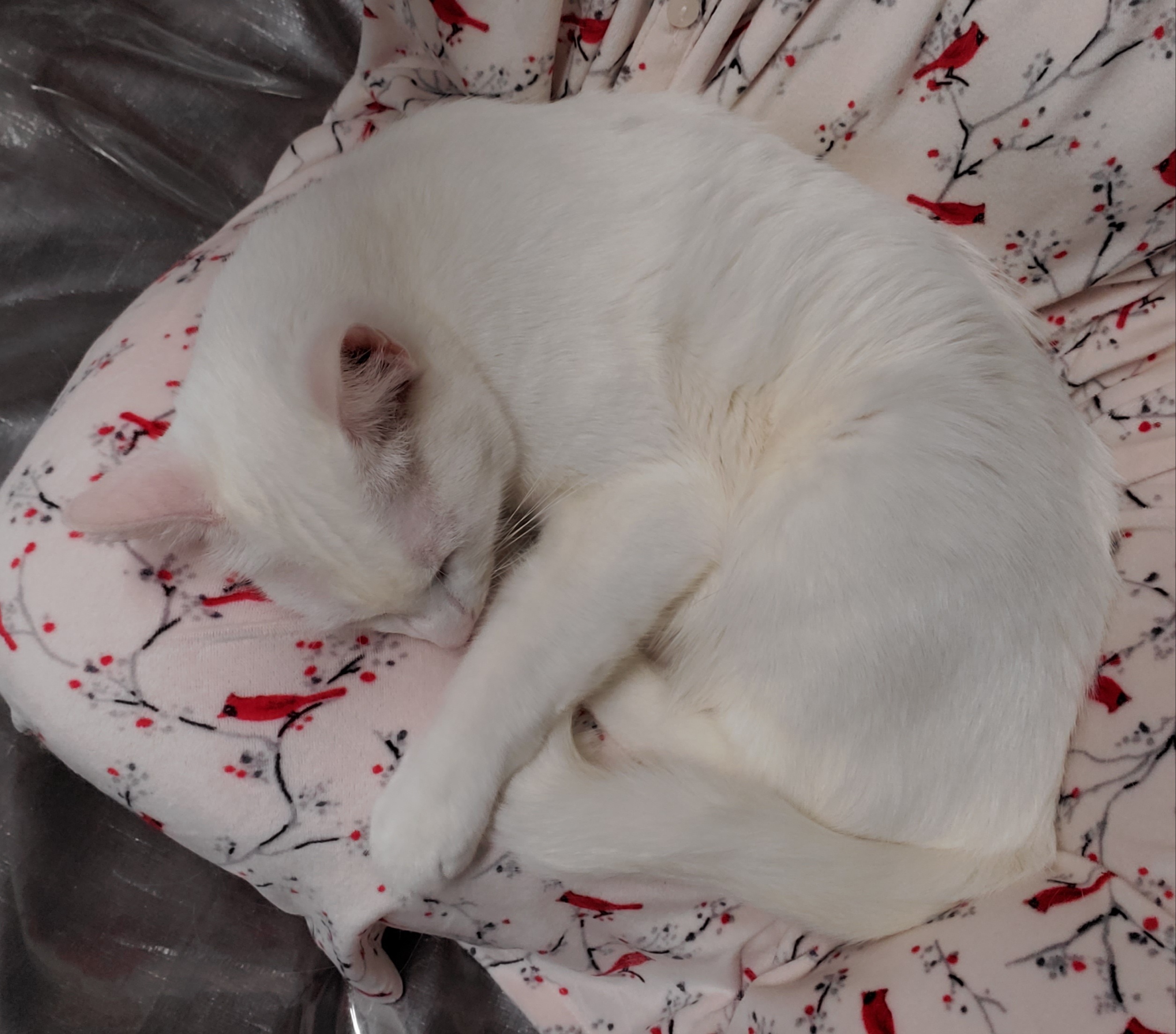 Yuki  (full Tail) thumbnail 4
