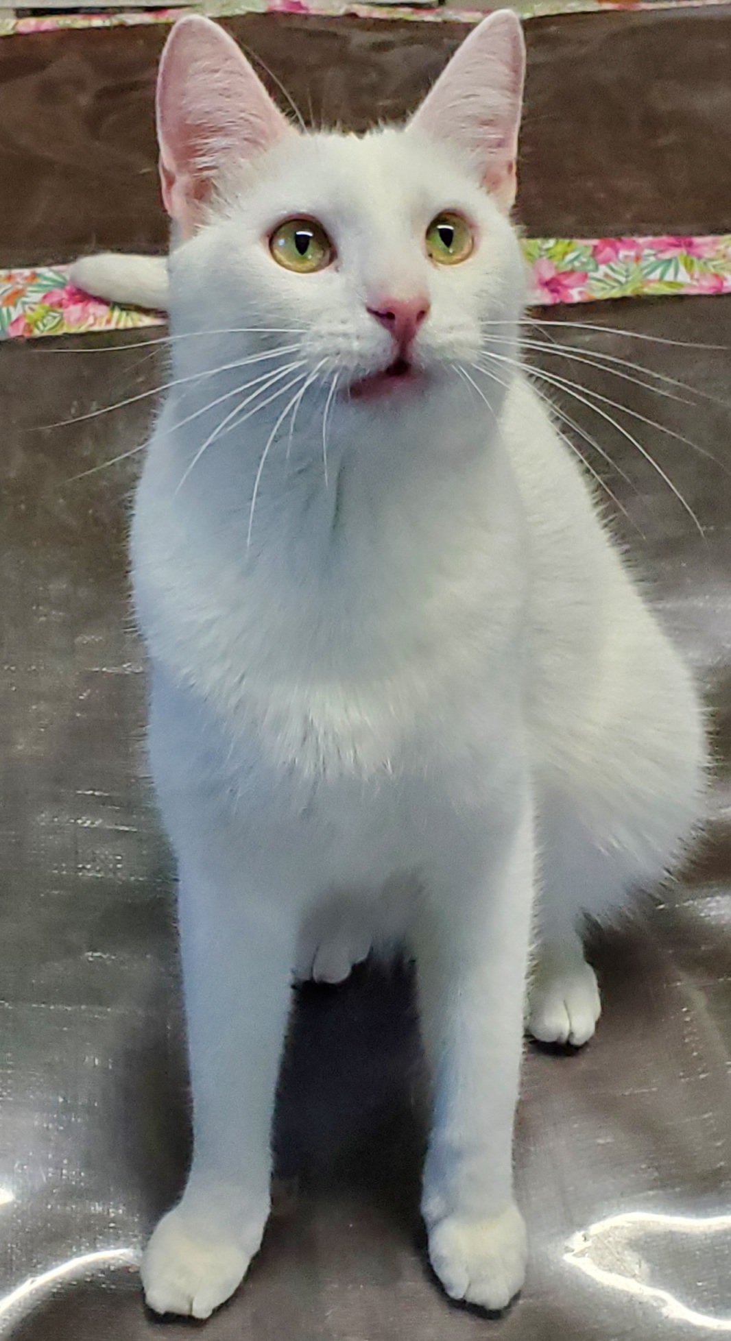 Yuki  (FULL TAIL), Senior Female unknown