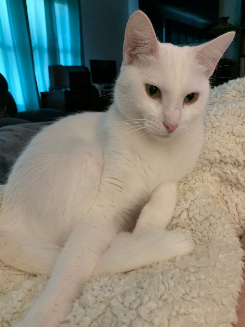 Yuki  (full Tail) thumbnail 2