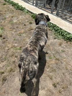Percy, a ADOPTABLE Mastiff in Woodbine, GA image 2/3