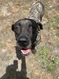 Percy, a ADOPTABLE Mastiff in Woodbine, GA image 1/3
