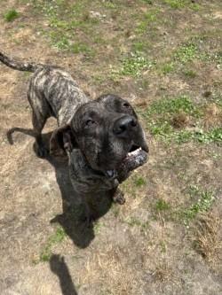 Percy, a ADOPTABLE Mastiff in Woodbine, GA image 3/3