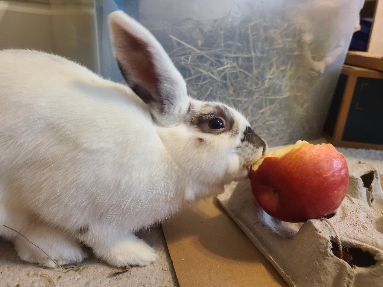 Chelsea, Adoptable, Young Female Rex.