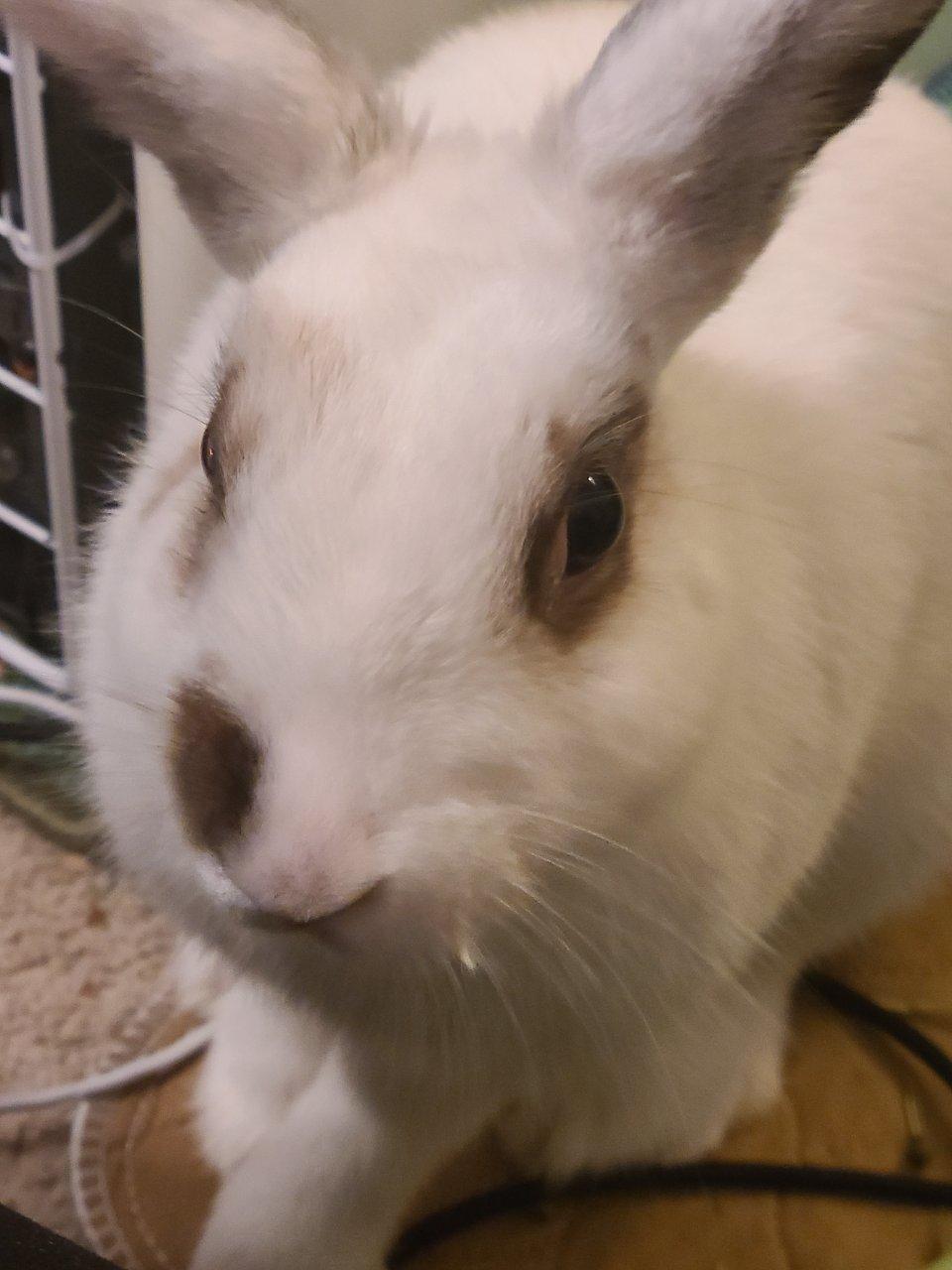 Enlarge Chelsea, a Adoptable Rex in Raleigh, NC image 4/5
