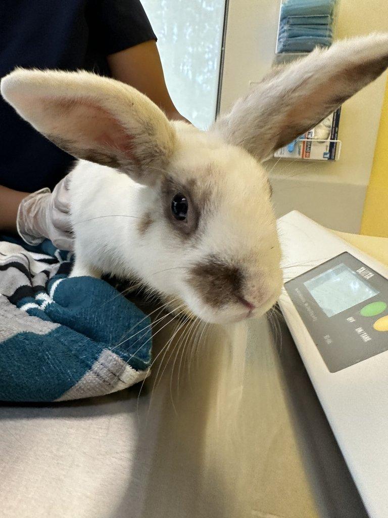 Enlarge Chelsea, a Adoptable Rex in Raleigh, NC image 5/5