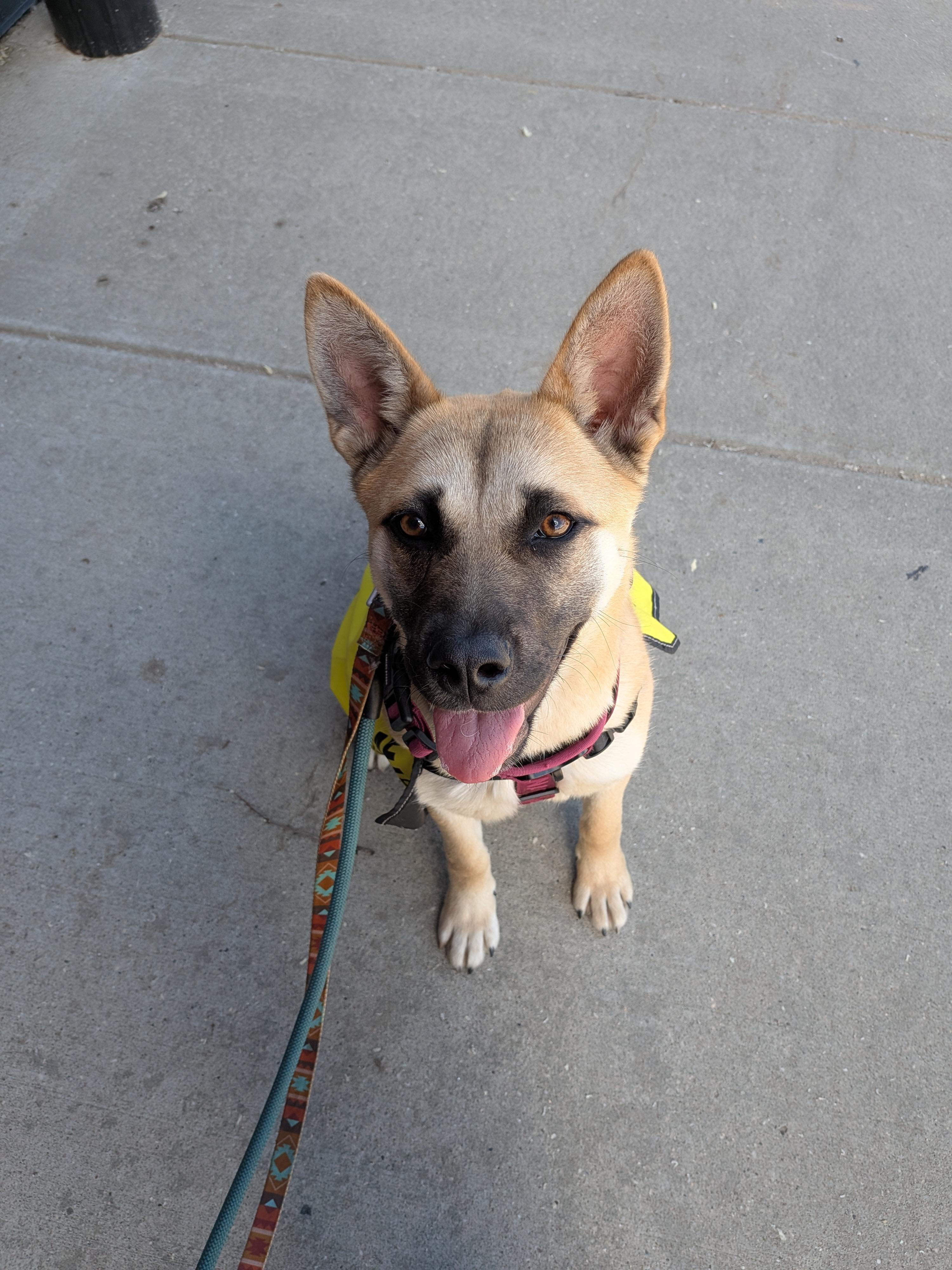 Enlarge Lolita, a ADOPTABLE mixed breed in Edmonton, AB image 3/6