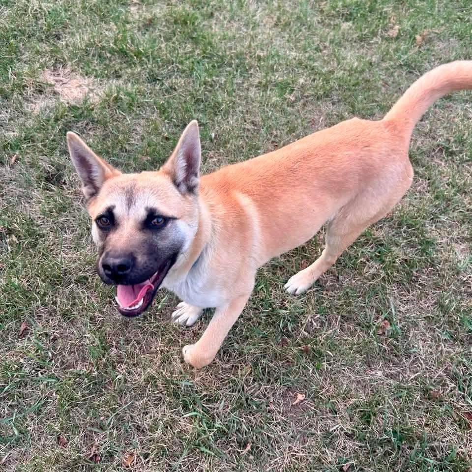 Enlarge Lolita, a ADOPTABLE mixed breed in Edmonton, AB image 6/6