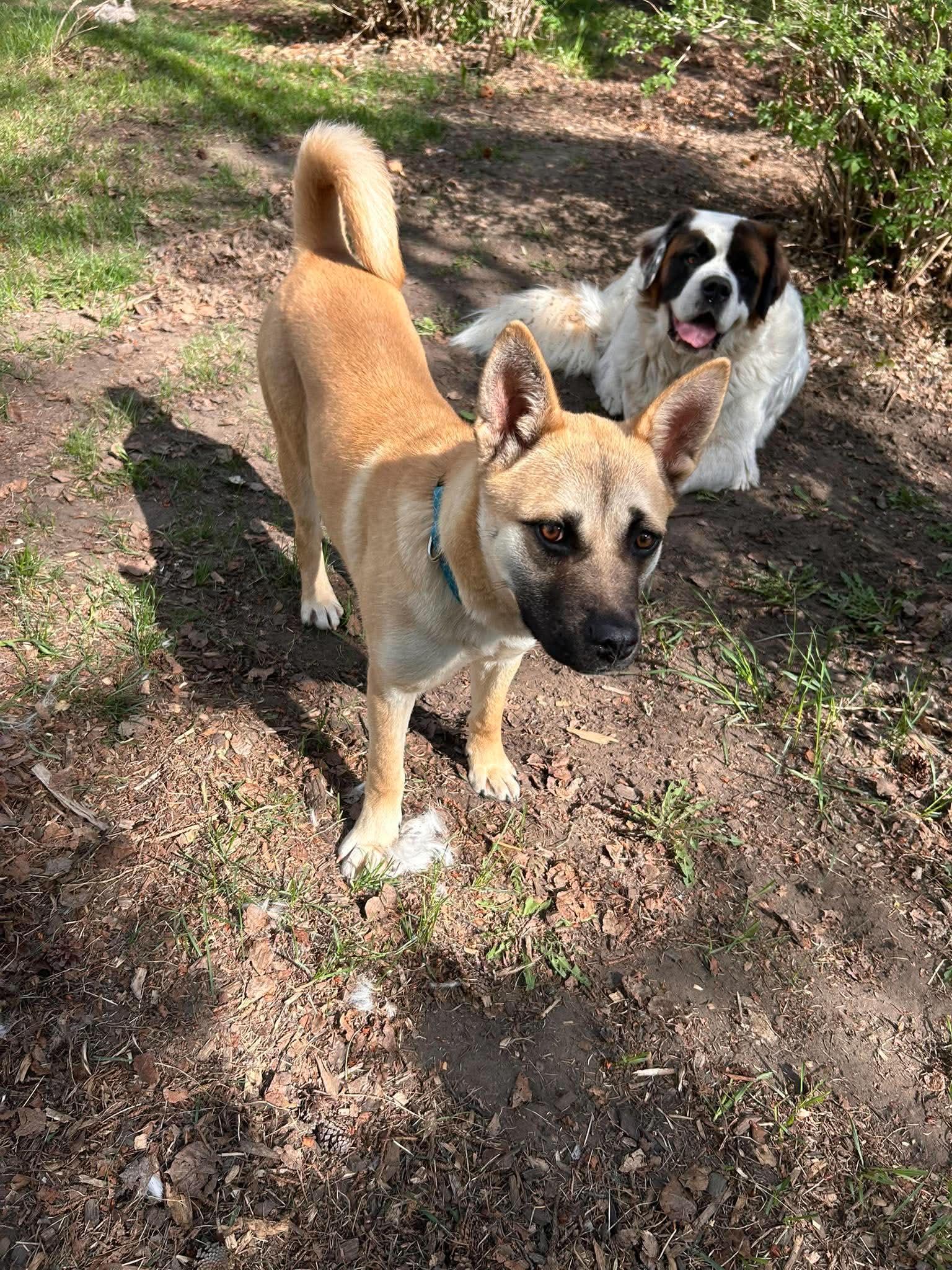 Enlarge Lolita, a ADOPTABLE mixed breed in Edmonton, AB image 5/6
